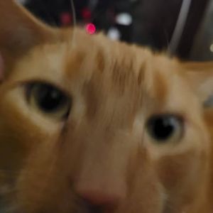 Meet your Posher, Todd